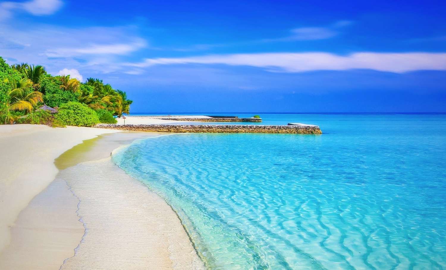 Apex Predator: Do Sharks Really Produce Half the Planet’s Oxygen?